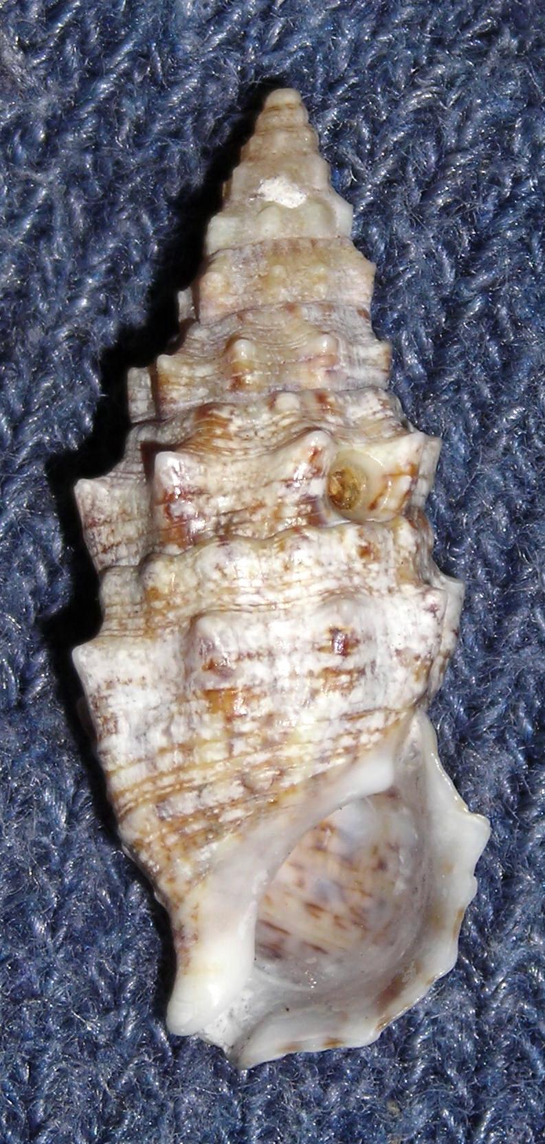 Cerithium